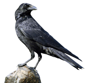 Raven PNG-71441